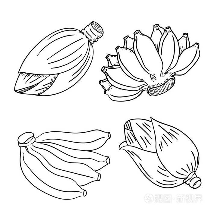 一套香蕉水果和香蕉花手绘风格用于着色书教育和脚的概念矢量插图