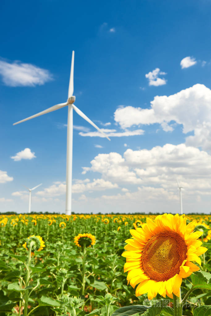 葵花田的风力发电机美丽的风景明亮的多云的天空生态能源概念