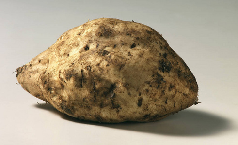 薯根美国马铃薯照片