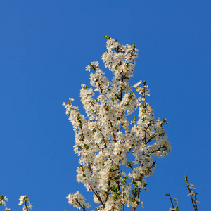 开花梅花春季