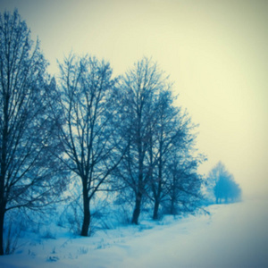 模糊的背景，雪中的风景树
