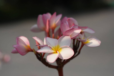 自然界中五颜六色的花和绿叶。自然界中五颜六色的花。 花园里的花在正式的花园里盛开。 公园。 美丽的花园。