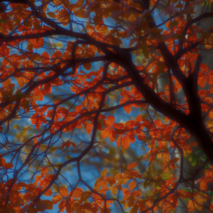 模糊的背景秋叶在树枝上