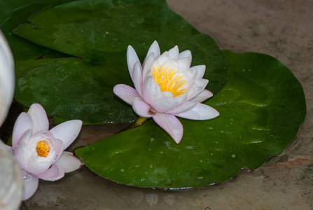 池塘里的莲花夏天