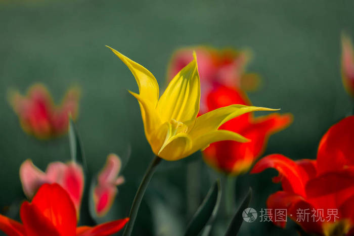 黄花菜模糊的绿底春百合花夏春背景照片 正版商用图片18faq7 摄图新视界 黄花菜模糊的绿底春百合花夏春背景照片 正版商用图片18faq7 摄图新视界