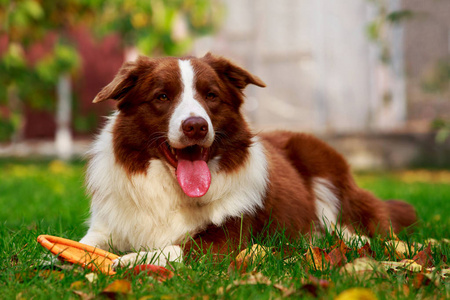 狗品种边境牧羊犬躺在绿草上