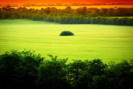 阳光明媚的乡村景色中的绿色麦田