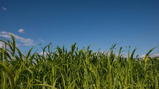 阳光明媚的乡村景色中年轻的玉米地