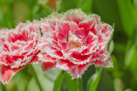 明亮多彩的昆士兰花环郁金香。 昆士兰特里在花园里结着郁金香。