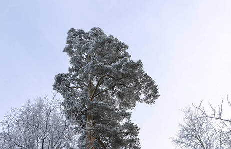 冬季景观在多云天气树木在白色蓬松霜在严寒。