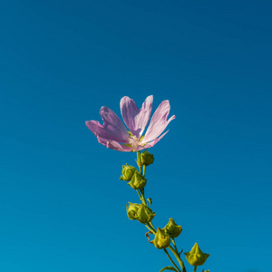 在阳光明媚的日子里种花