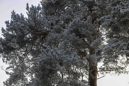 冬季景观在多云的天气, 树木在白色蓬松的霜冻在严寒
