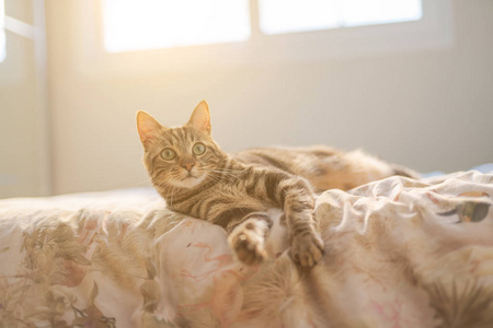 一只漂亮的短发猫躺在家里的床上