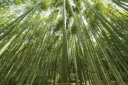 日本京都稻山竹林