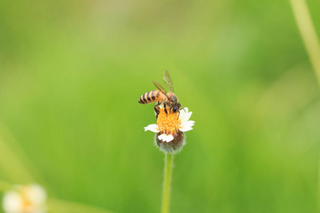 蜜蜂在草花上