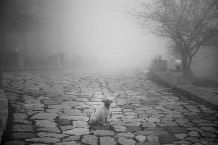 野狗小狗坐在石头地板上。 室外冬季多雾天气。 无家可归的小狗。 选择性聚焦