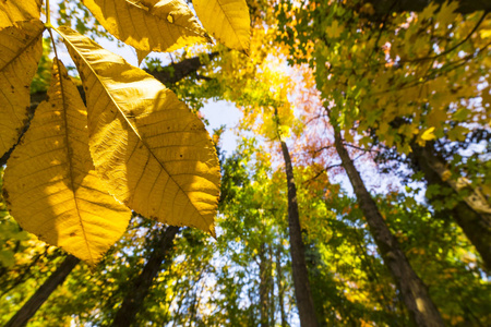 在森林里阳光明媚的一天，充满活力的秋色