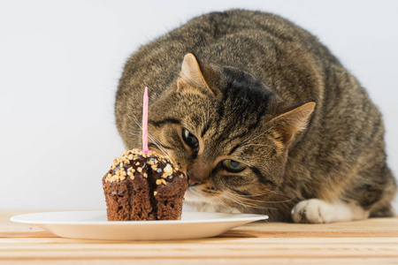 小猫庆祝生日小猫看巧克力蛋糕