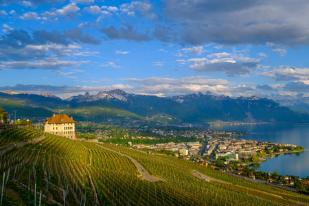 最热门视图到 Vevey 附近的葡萄园在日内瓦湖