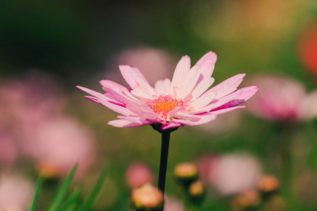 花园里的粉红色菊花开了，一朵五颜六色的美丽的花