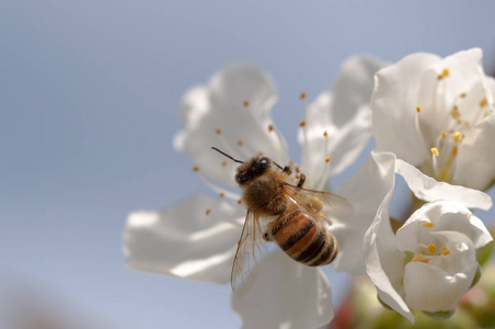 蜜蜂蜂蜜蜂蜂蜜蜂在自然背景春季授粉白色樱花