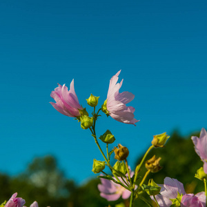 在阳光明媚的日子里种花