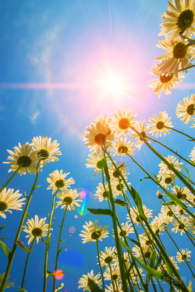 在蓝天和阳光的背景下盛开的雏菊花