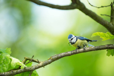 蓝藻。 野生动物。 捷克人的野性。 美丽的图画。 自由的自然。 从鸟的生命。 春天。 蓝色的鸟。