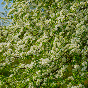 蓝天春季背景下盛开的野梨树