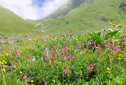 阴云密布的山地绿色草地上的粉红色花朵