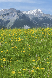 瑞士草甸花田和高山阿尔卑斯山