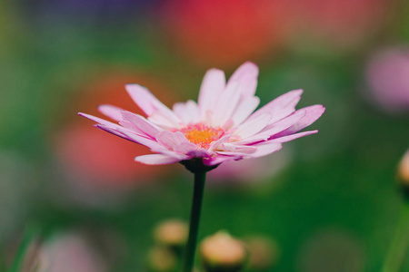 花园里的粉红色菊花开了，一朵五颜六色的美丽的花