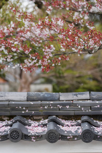 屋顶上枯萎的樱花花瓣。 东方背景