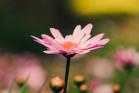 花园里的粉红色菊花开了，一朵五颜六色的美丽的花