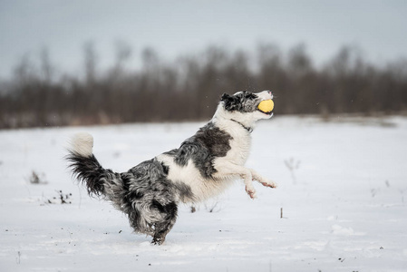 可爱的边境牧羊犬在雪天冬天