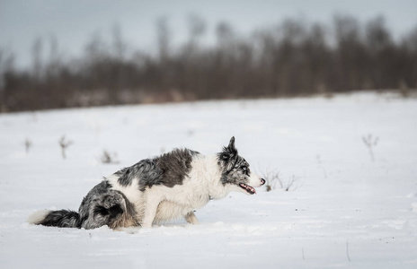 可爱的边境牧羊犬在雪天冬天