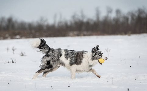 可爱的边境牧羊犬在雪天冬天