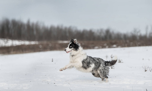 可爱的边境牧羊犬在雪天冬天