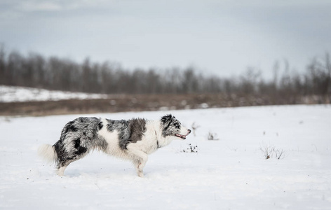 可爱的边境牧羊犬在雪天冬天