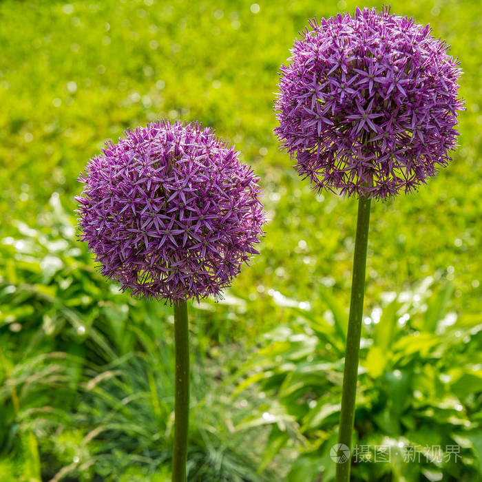 花园里绿色背景上的球状花
