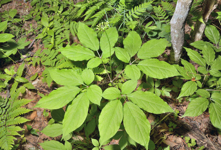 一枝盛开的药用植物人参(西洋参).照片