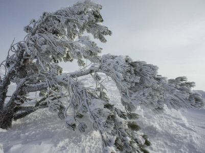 山坡上覆盖着雪的松树