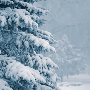 冬天公园里的树木背景上雪中的云杉枝