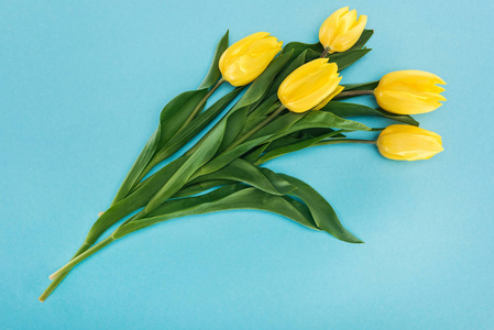 3月8日用蓝色隔离的黄色春季郁金香花束的俯视图