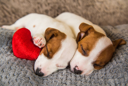 两只小狗杰克罗素泰瑞尔狗在灰色的背景与红色的心
