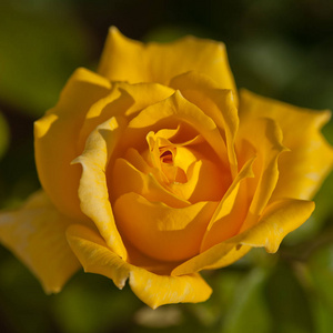 花园里盛开的黄玫瑰花,晴天照片