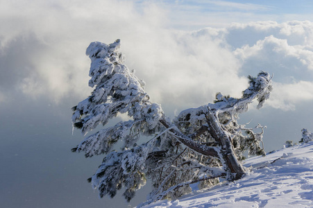 山坡上覆盖着雪的松树