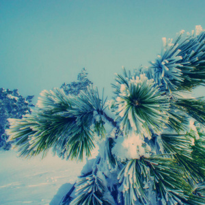 模糊的背景松树覆盖着山上的雪