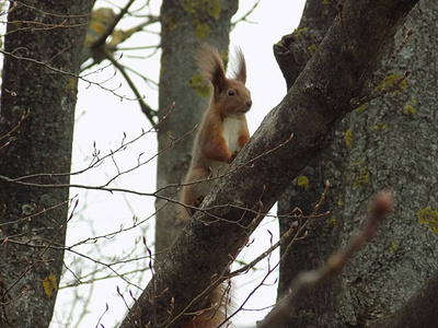 筛选或蛋白质Sciurus