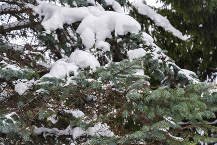 覆盖着雪的树枝吃紧了树枝上蓬松的雪。 雪覆盖云杉林。